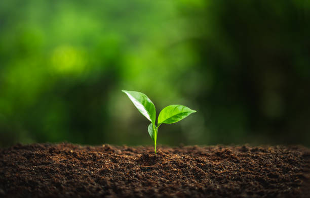 istock Young Plant Coffee tree rainy season 1153878634