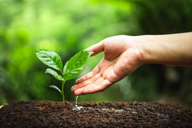 istock Young Plant Coffee tree rainy season 1153878636