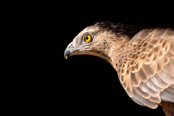 istock Honey buzzard in front of black background 1153878704