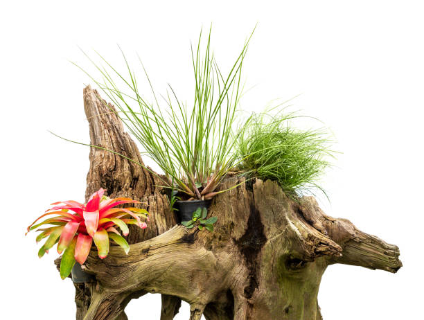 istock Houseplant for decoration 1153878734
