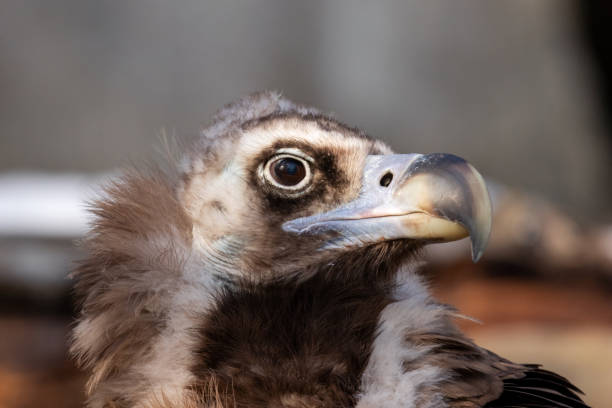 Portrait of a black vulture Portrait of a black vulture, looking to the right eurasian black vulture stock pictures, royalty-free photos & images