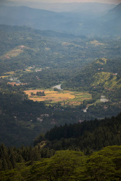 Centered view of a paddy field in a valley adjoining Mahaweli River Banks and range of hazy mountain layers as seen from the top of Hanthana Mountain Range, Sri Lanka, South Asia stock photo