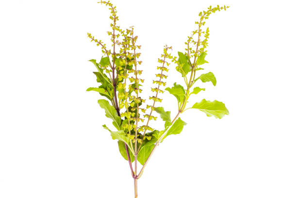 istock Holy basil or Ocimum sanctum isolated on white background. 1153880309
