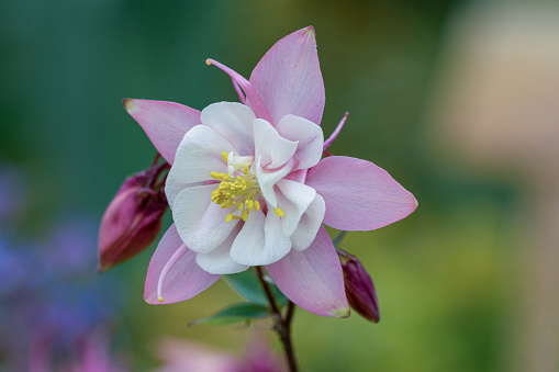macro picture of a pink columbine (aquilegia) flower showing details like pistils and pollen