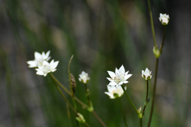 istock Larger Tinsel Flowering Stems (Alepidea amatymbica) 1153880668