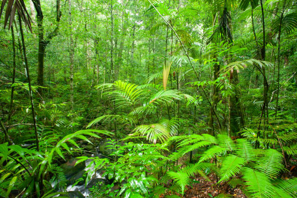 istock Pure tropical forest on rainy morning. 1153881331