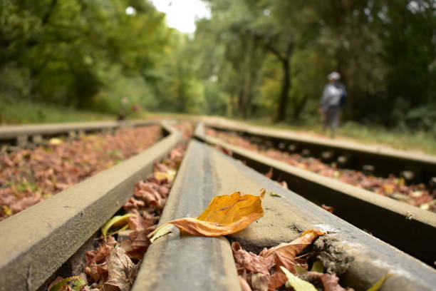 Train tracks in autumn in the forest