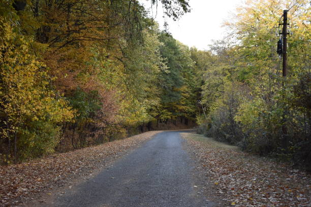 istock Abandoned road in the autumn forest 1153881947