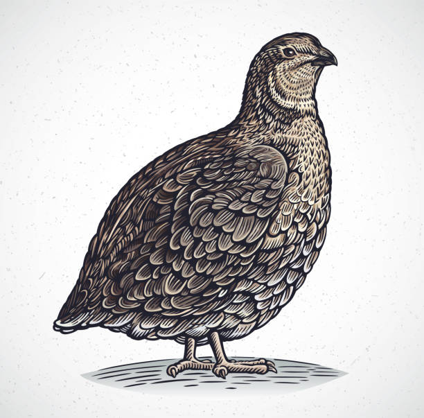 ilustrações, clipart, desenhos animados e ícones de codorniz gráficas no estilo da gravura - codorniz ave de caça