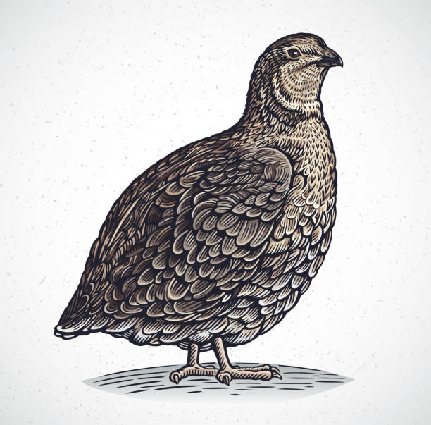 Graphical quail in engraving style Graphical image of quail in engraving style, in color. quail bird stock illustrations