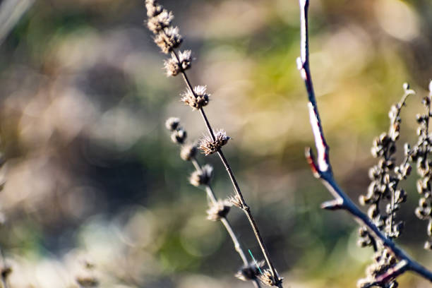 Thin prickly plant in spring after winter. Rough with small buds all over the branch. Cool but Sunny weather, at sunset, on the slope in the Rostov region, wildflowers and plants.