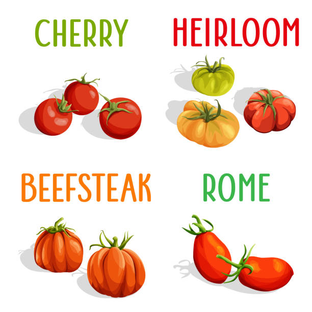 ilustrações, clipart, desenhos animados e ícones de tomates - heirloom tomato illustrations