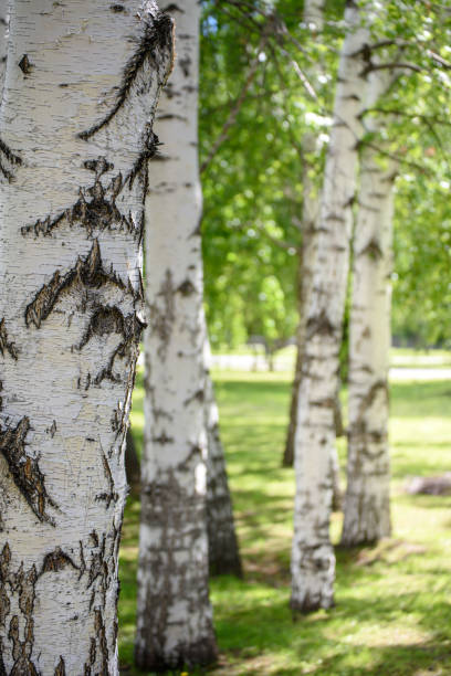 istock a number of birches close-up 1153886648