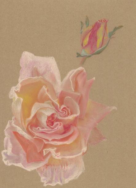 istock Tea rose with Bud, isolated over carton background 1153886852