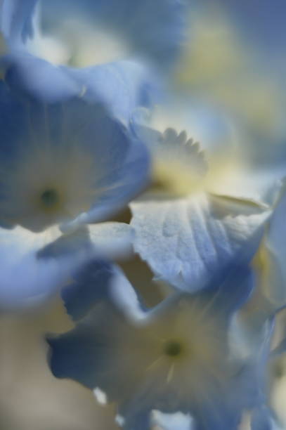 istock Hydrangea plant leaves and flowers micro photo 1153892195