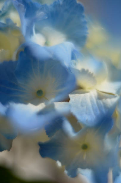 istock Hydrangea plant leaves and flowers micro photo 1153892210