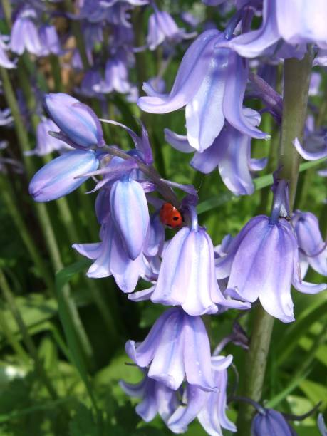 istock Ladybird on bluebell 1153893717