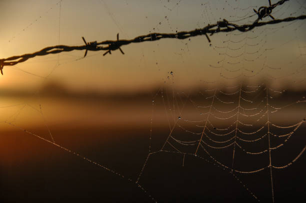 istock Misty sunrise in the country 1153893902