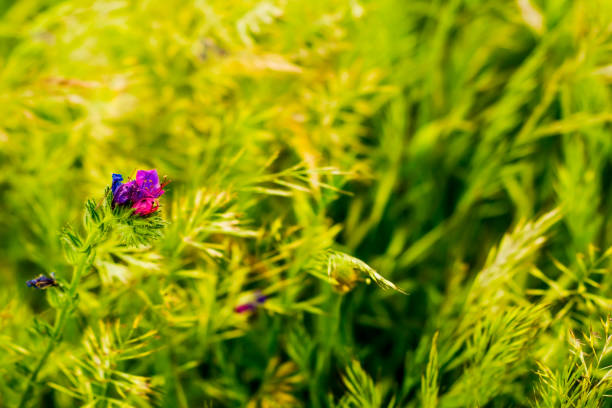 istock Flower with unfocused wheat field background 1153894899