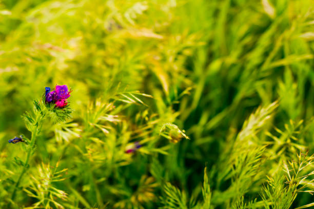 istock Flower with unfocused wheat field background 1153894971