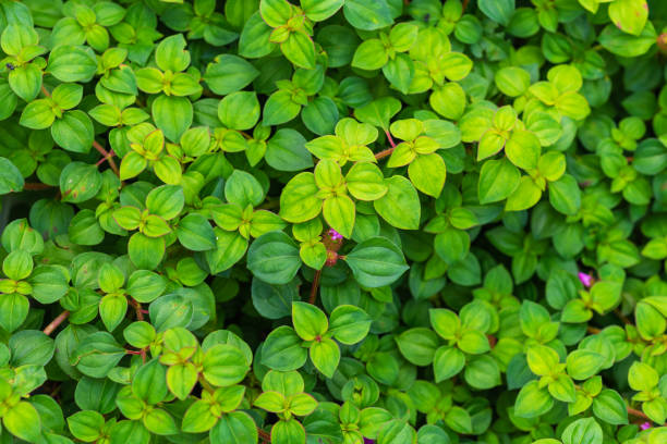 istock green leaves background in spring season 1153896537