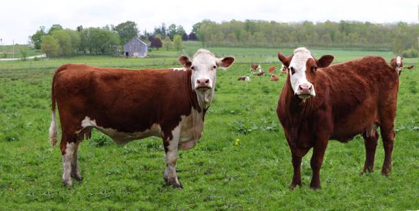 two rust with white face cows in the pasture with other cows behind - herford imagens e fotografias de stock