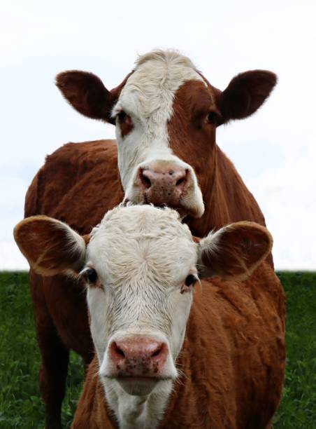 red and white faced cow looking over newborn calf head - herford imagens e fotografias de stock