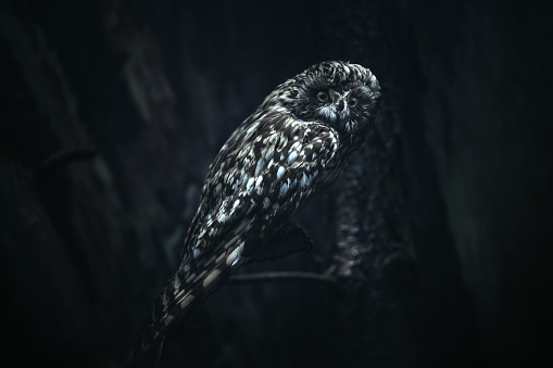 Owl in the night