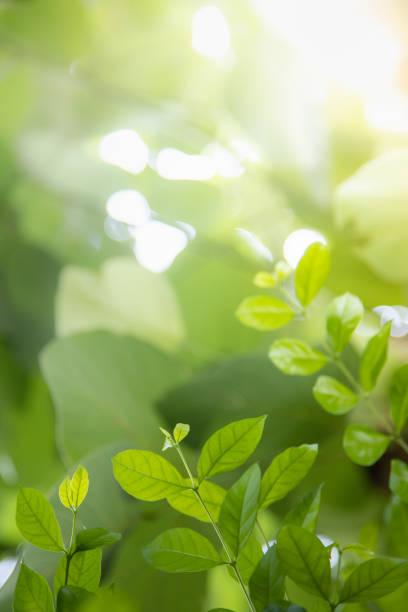 istock Close up of nature view green leaf on blurred greenery background under sunlight with bokeh and copy space using as background natural plants landscape, ecology wallpaper concept. 1153897968