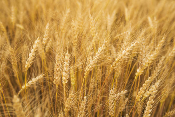 小麦のフィールド - stem non urban scene wheat rural scene ストックフォトと画像