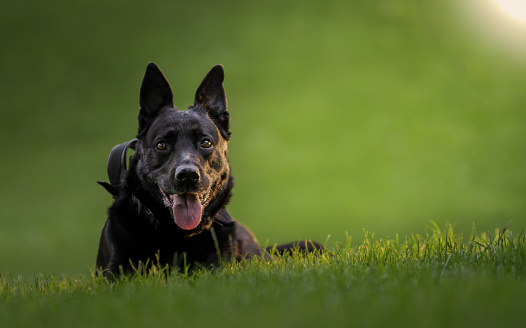 Belgian Shepherd dog sitting on the grass of a natural park.