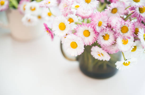 istock Pink Daisies Bouquet. Daisy Flowers 1153899478