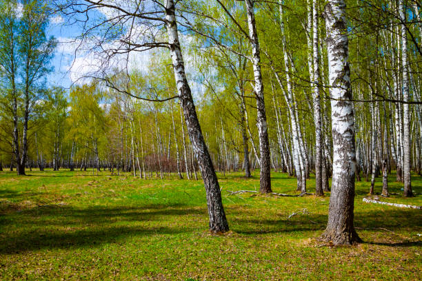 istock Birch grove. Forest on a sunny day. 1153899553