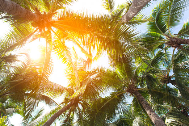 istock Coconut tree at tropical coast,made with Vintage Tones,Warm tones 1153899870