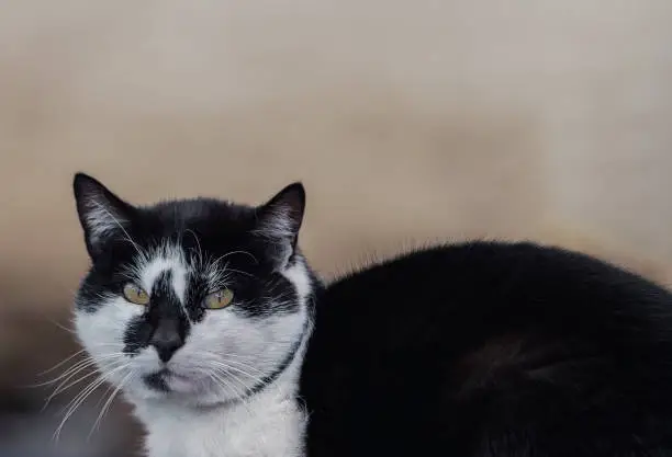 Close-up of a classic domestic cat and empty space.