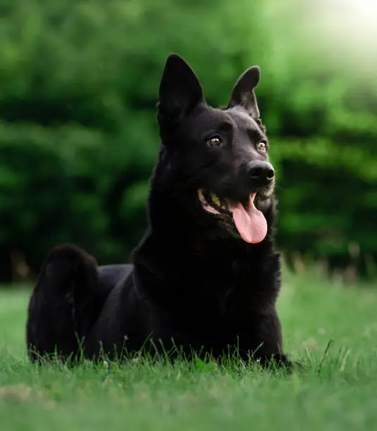 Close up of a Belgian Shepherd dog sitting in the grass of a natural park.