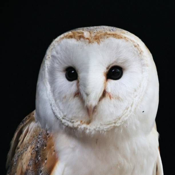 istock A picture of a Barn Owl 1153900904