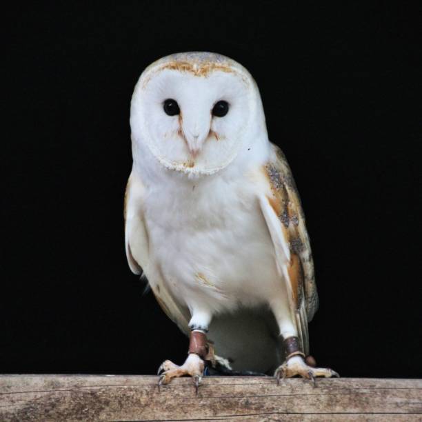 istock A picture of a Barn Owl 1153900905
