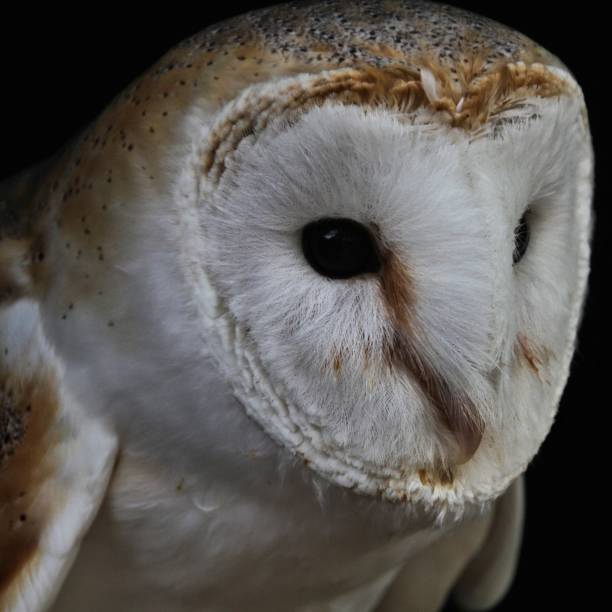 istock A picture of a Barn Owl 1153900906