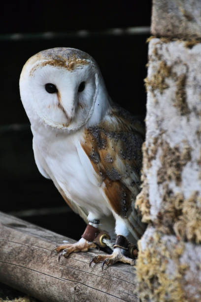 istock A picture of a Barn Owl 1153900926
