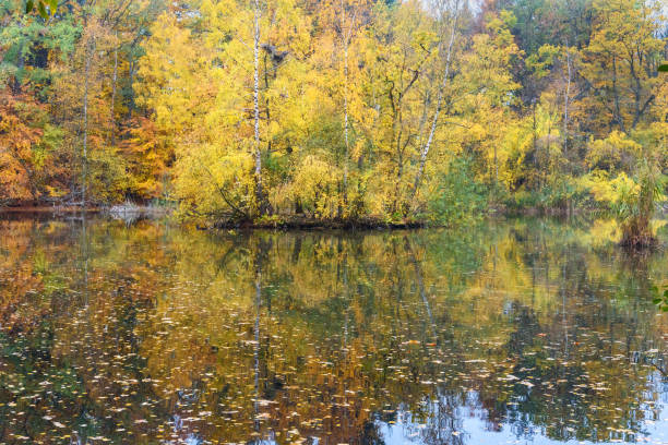 istock Colorful autumn forest on lake 1153900955