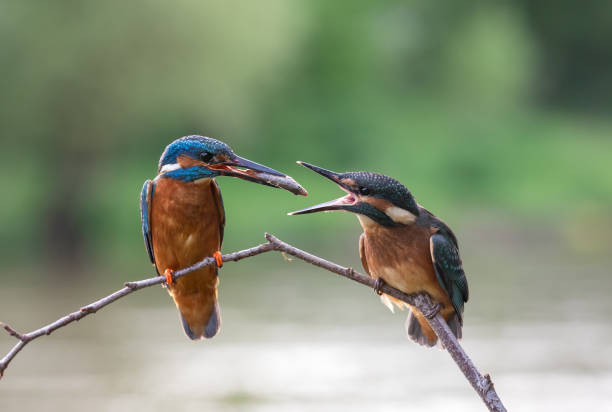 istock Male common kingfisher isfeeding a young common kingfisher 1153901824