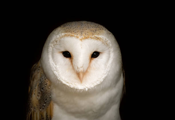 portrait of a barn owl - night perching owl imagens e fotografias de stock