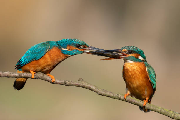 alimentação comum do ritual do kingfisher - mating ritual - fotografias e filmes do acervo