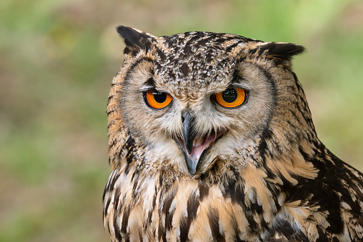 Portrait of a calling eurasian eagle owl.