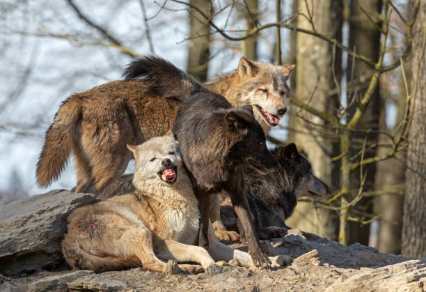 istock Four Canadian Timberwolves on a rock 1153901863