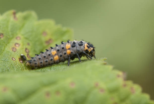 istock Larva of Coccinella Septepunctata Ladybug devouring aphids 1153901880