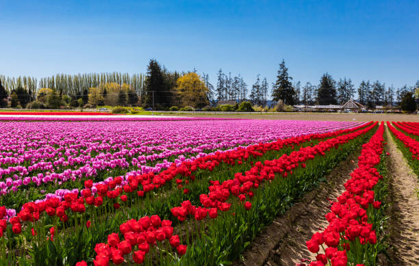 istock Tulip field with blue sky in Skagit Valley Washington 1153902015