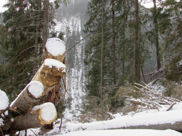 istock Cut down trees in forest, natural man made disaster, winter time 1153902365