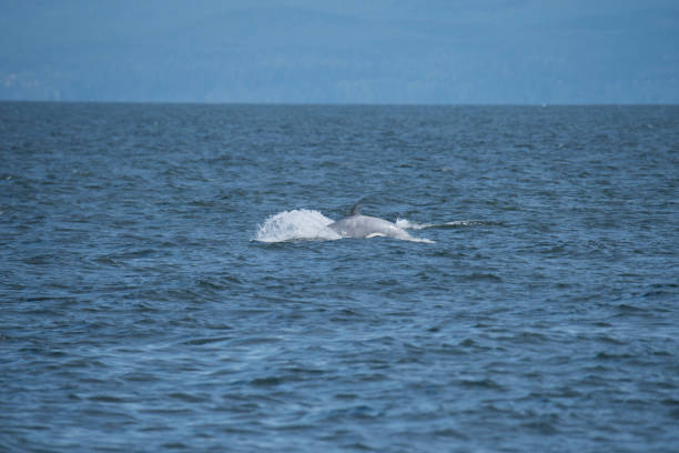 istock Rare white Biggs killer whale 1153902391